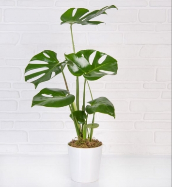 Monstera